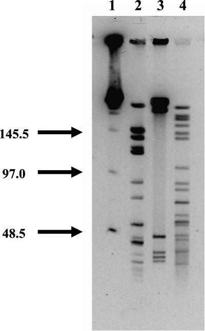 FIG. 5.