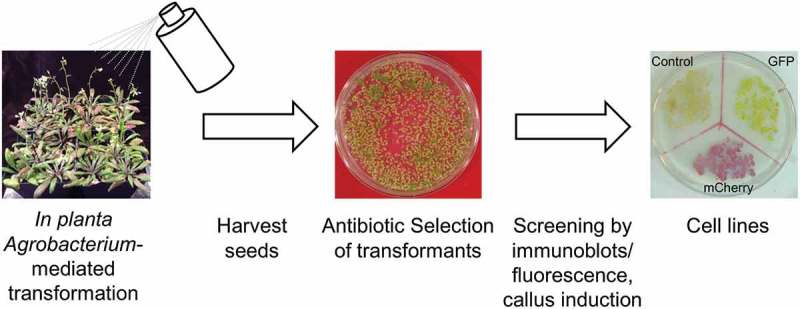 Figure 1.