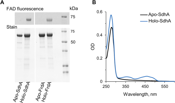 Figure 1