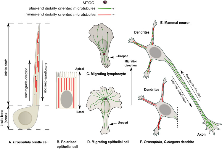 Fig. 1