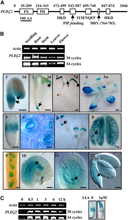 Figure 1.