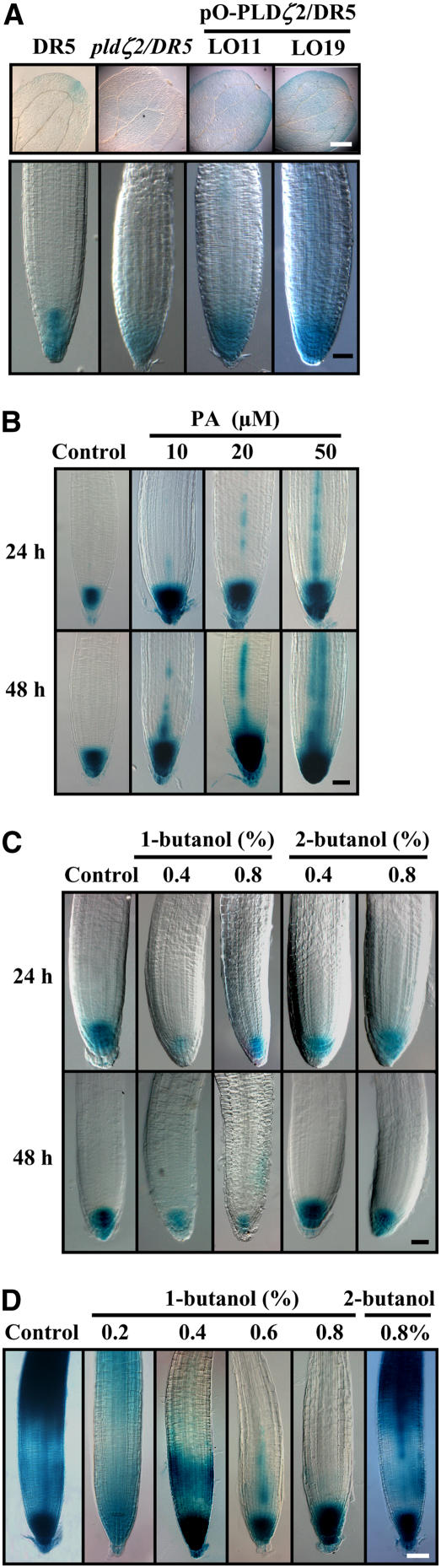 Figure 5.