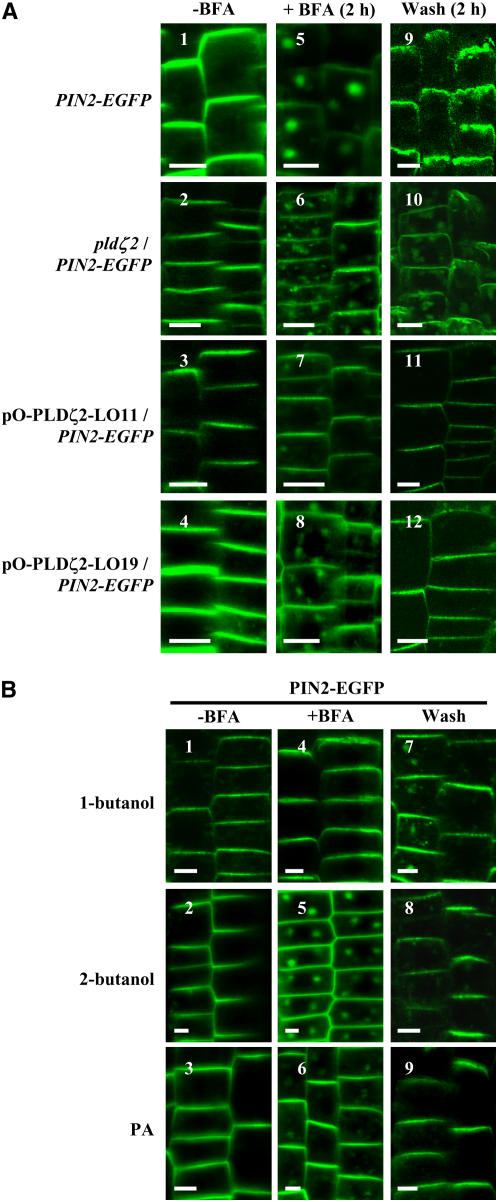 Figure 9.