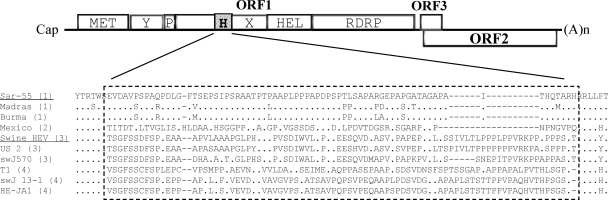 FIG. 1.