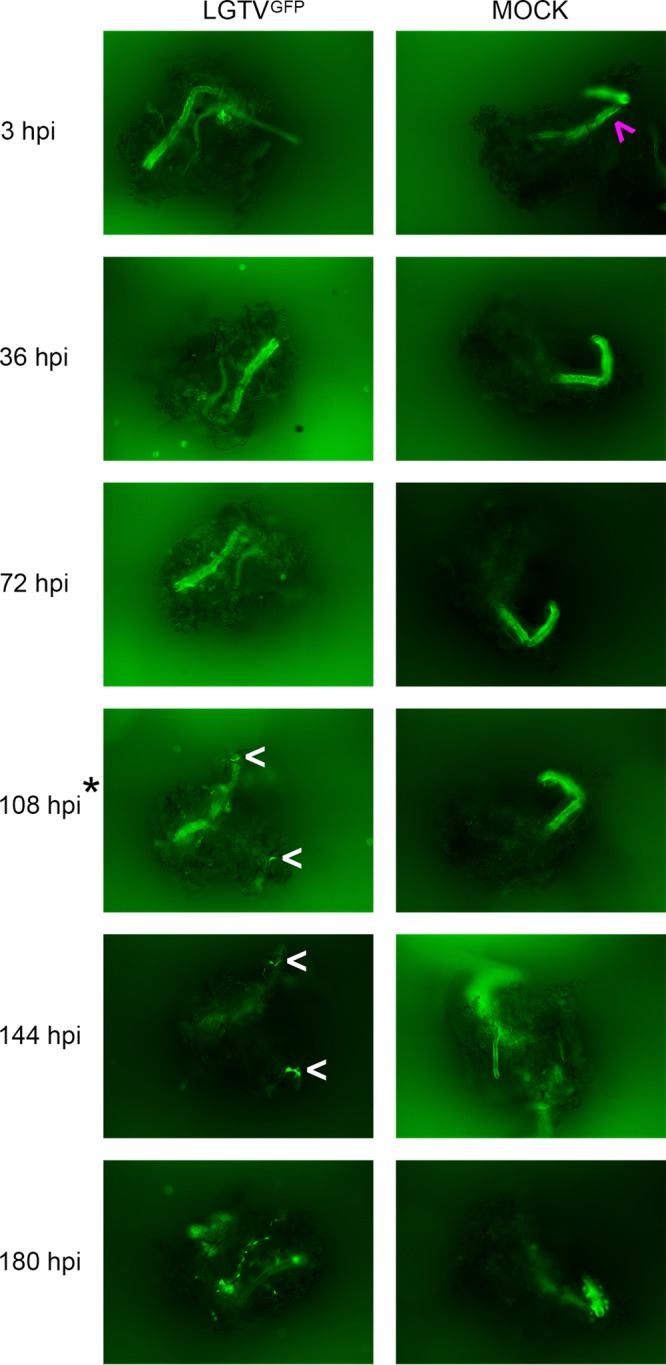 FIG 3 