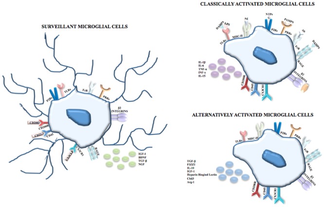 FIGURE 1