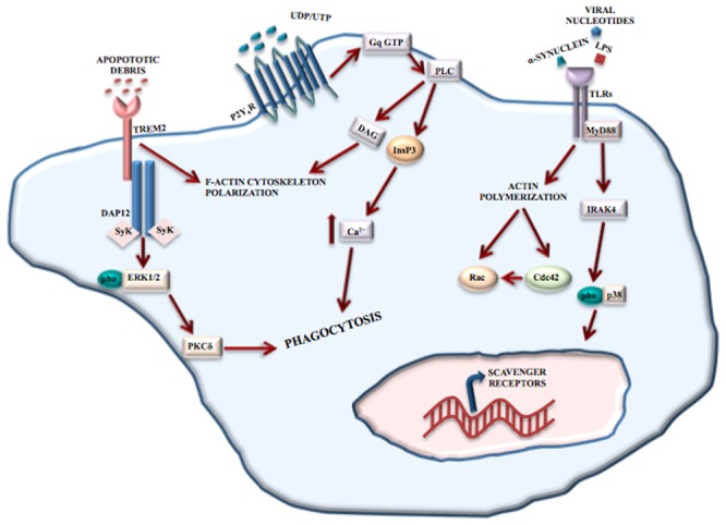 FIGURE 2