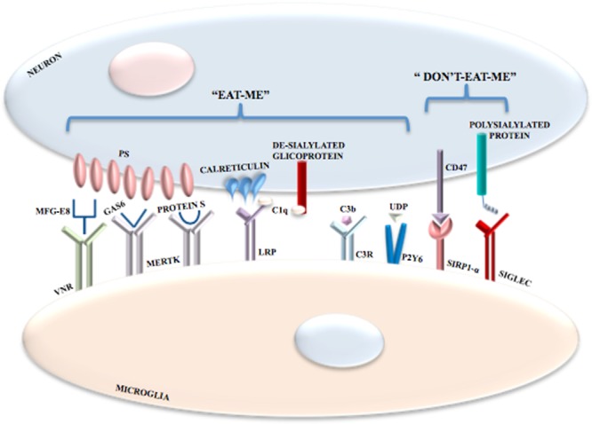 FIGURE 3