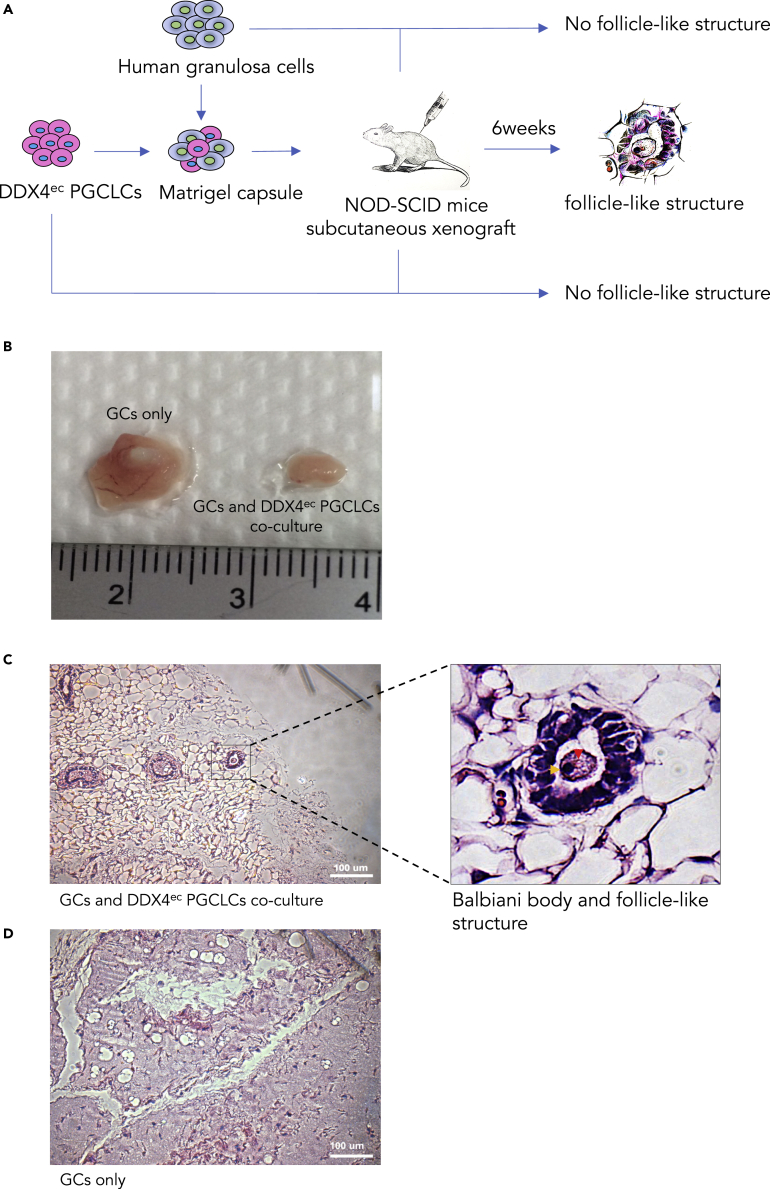 Figure 3