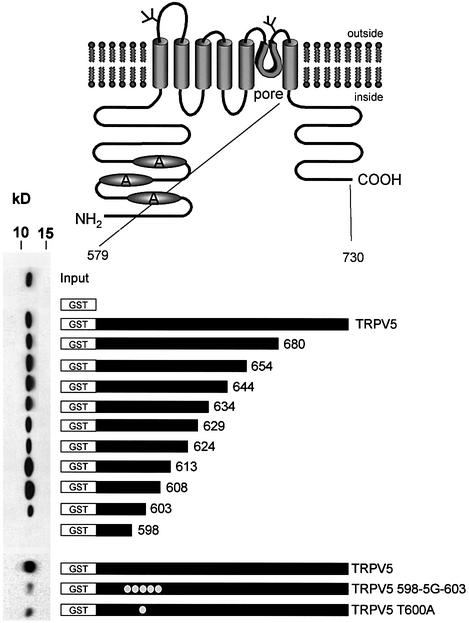 graphic file with name cdg162f4.jpg