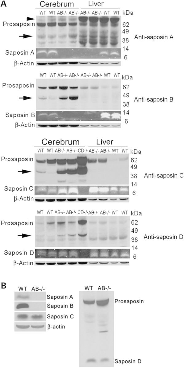 Figure 1.