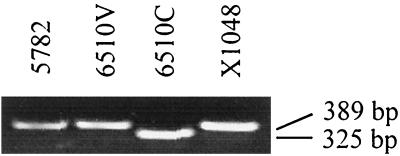 FIG. 5