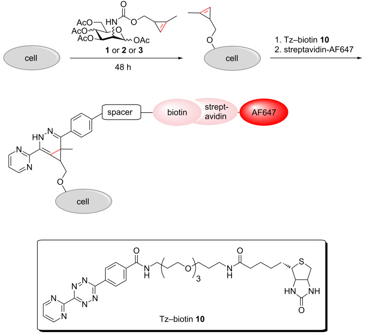 Scheme 3