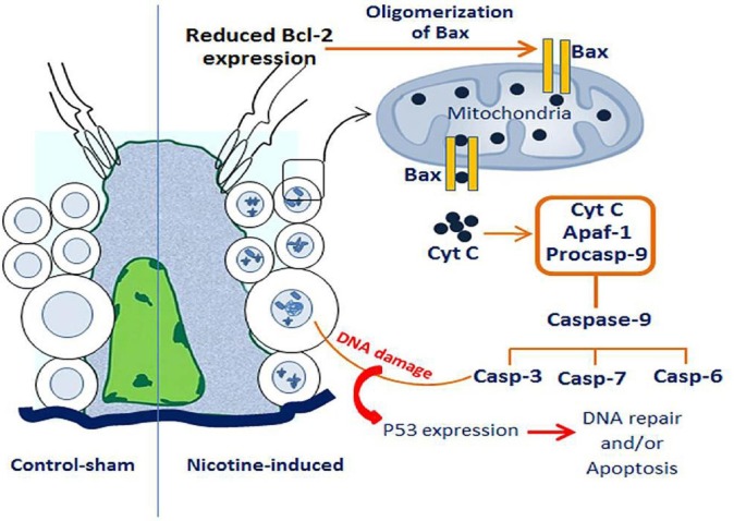 Figure 9