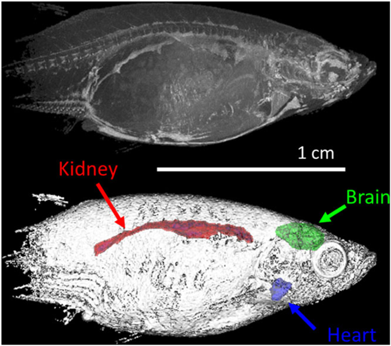 FIGURE 11