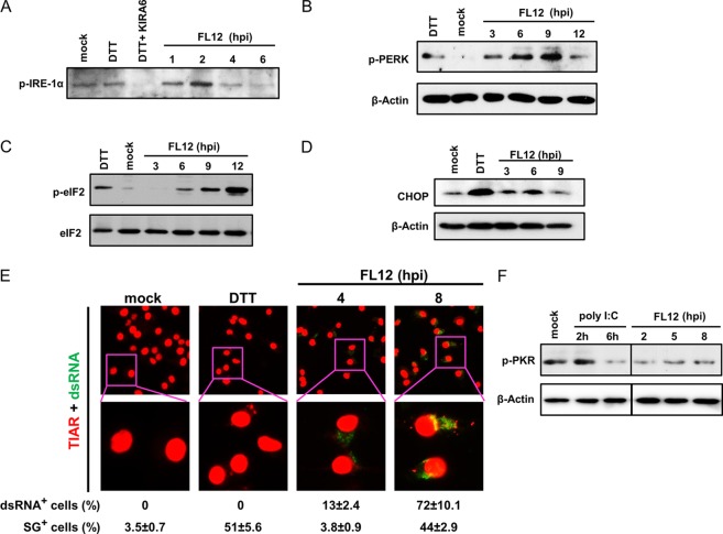 FIG 6