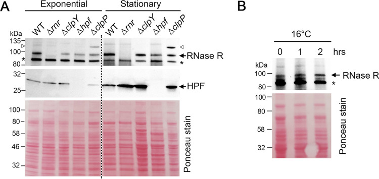 FIG 2