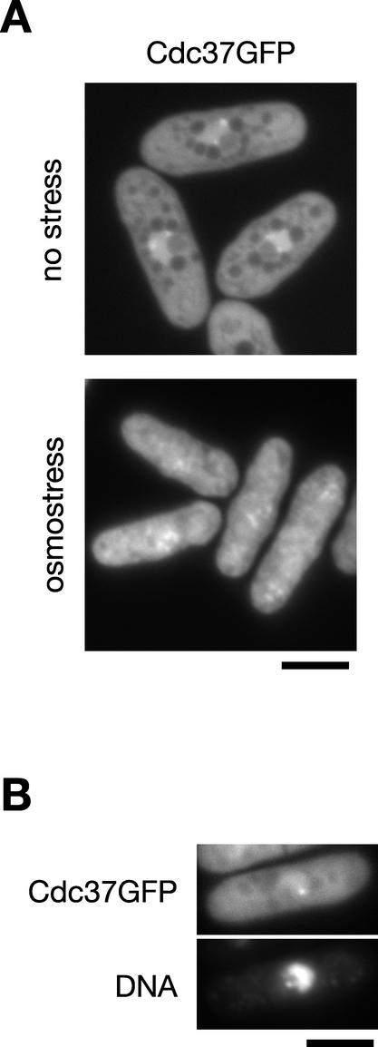 FIG. 8.