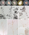 Fig. 16.
