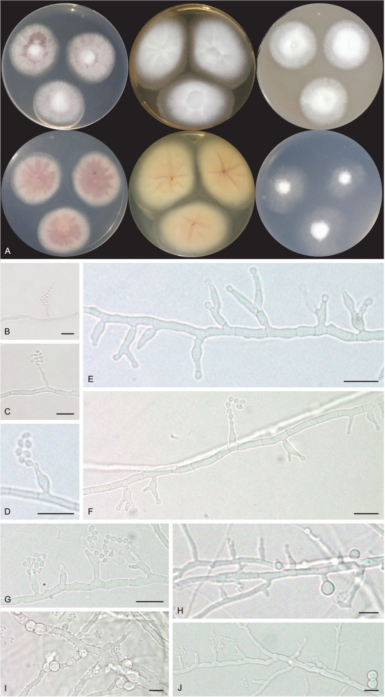 Fig. 11.