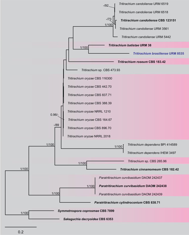 Fig. 8.