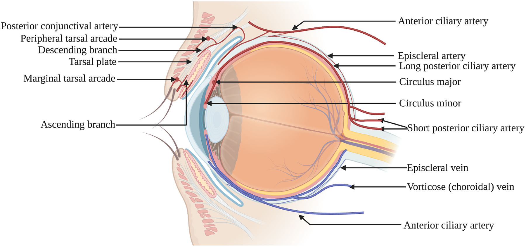 Figure 1: