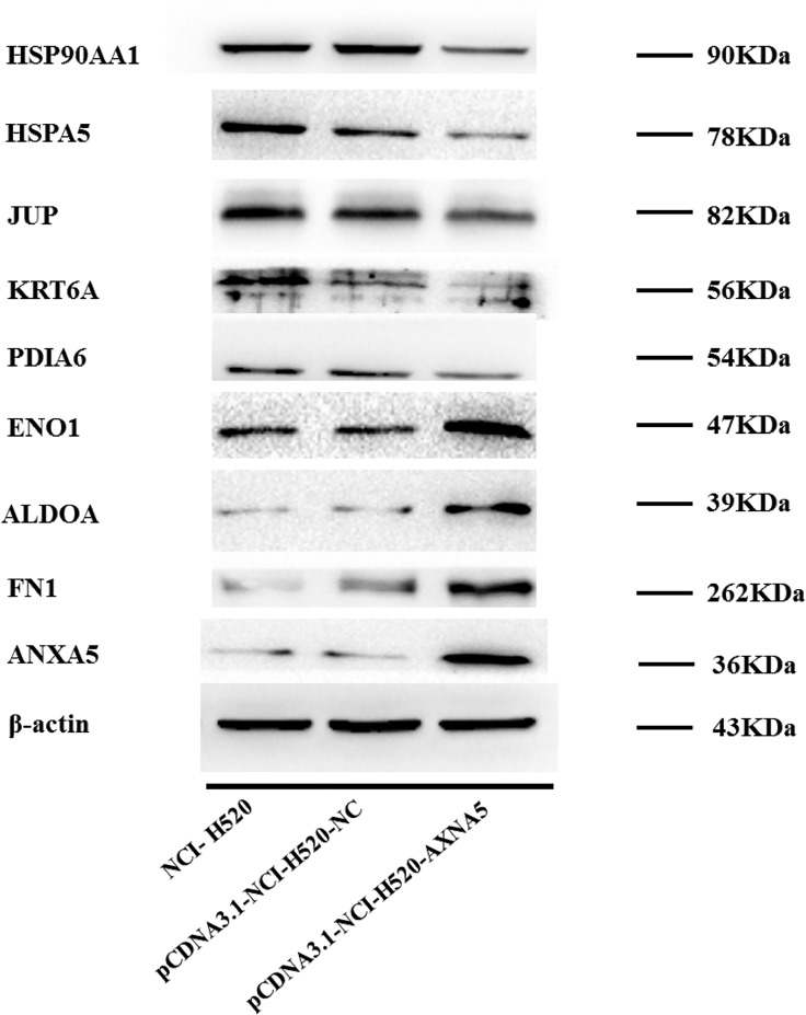 Fig 5