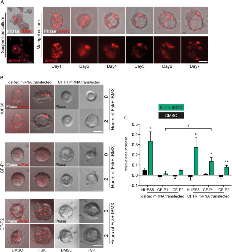 Figure 6