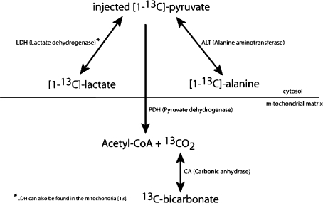 Fig. 1