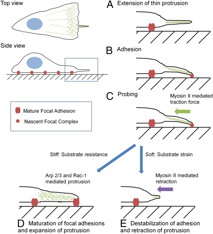 Fig. 6.