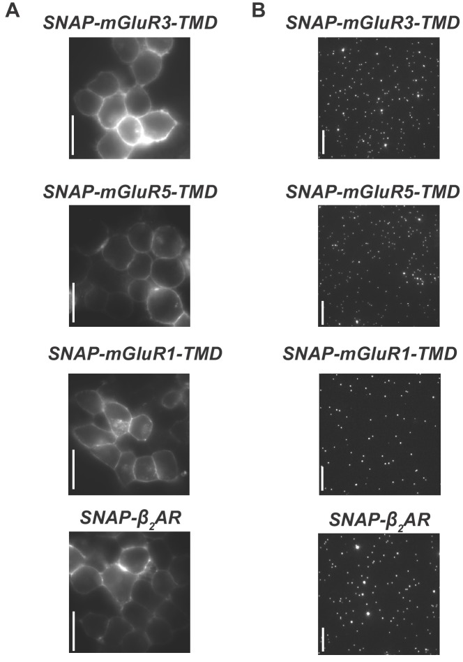 Figure 2—figure supplement 2.