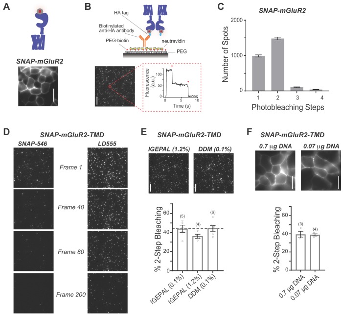 Figure 2—figure supplement 1.