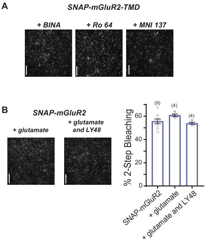 Figure 2—figure supplement 3.