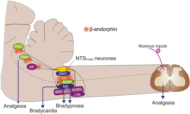 Fig 11