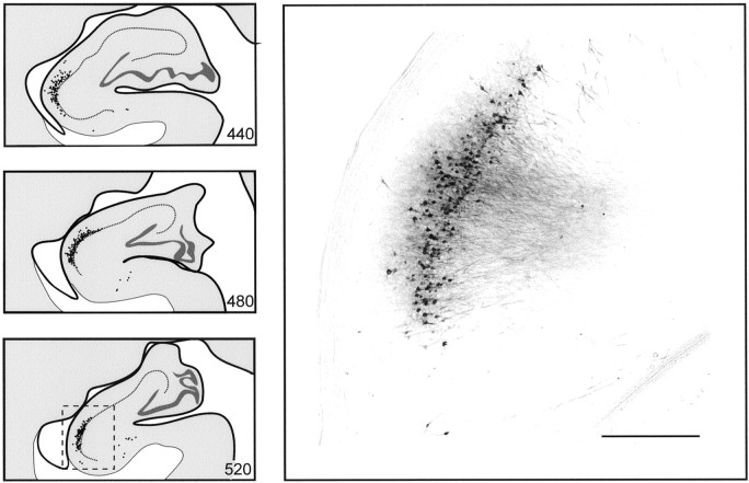 Fig. 5.
