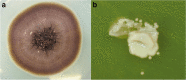 Fig. 6