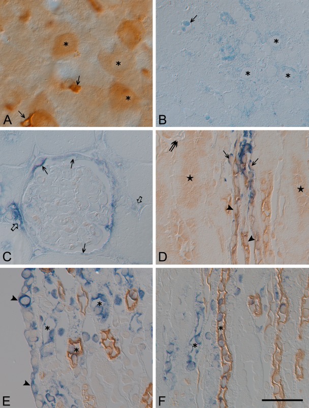 Figure 9.