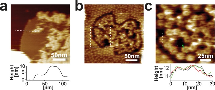 Figure 1—figure supplement 1.