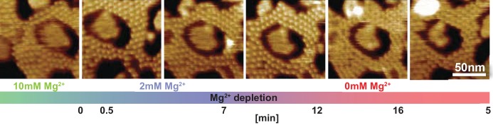 Figure 2—figure supplement 1.