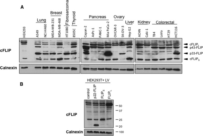 FIGURE 9.