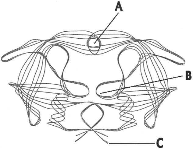 FIG. 2