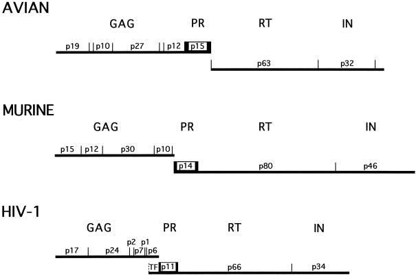 FIG. 1