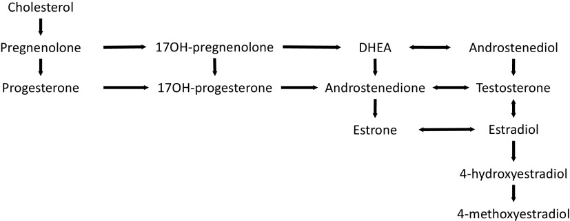 Figure 3 is an estrogen biosynthesis pathway with fourteen steps. Step 1: Cholesterol leads to Pregnenolone. Step 2: Pregnenolone leads to Progesterone and 17-hydroxypregnenolone. Step 3: Progesterone leads to 17-hydroxyprogesterone. Step 4: 17-hydroxypregnenolone leads to Dehydroepiandrosterone. Step 5: 17-hydroxyprogesterone and Dihydroandrostendione lead to Androstenedione. Step 6: Dehydroepiandrosterone leads to Androstenedione . Step 7: There is a bidirectional relationship between Dehydroepiandrosterone and Androstenediol. Step 8: There is a bidirectional relationship between Androstenedione and Testosterone. Step 9: Androstenedione leads to Estrone. Step 10: Androstenediol leads to Testosterone. Step 11: There is a bidirectional relationship between Testosterone and Estradiol. Step 12: There is a bidirectional relationship between Estrone and Estradiol. Step 13: Estradiol leads to 4-hydroxyestradiol. Step 14: 4-hydroxyestradiol leads to 4-methoxyestradiol.