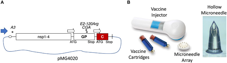 FIGURE 1 ∣