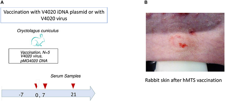 FIGURE 2 ∣