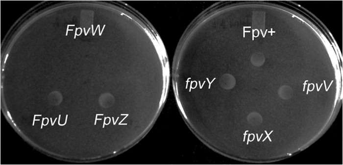 Fig 3