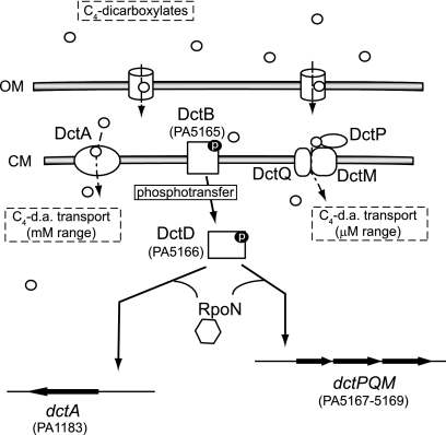 Fig. 7.