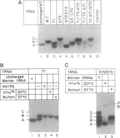 graphic file with name pnas01093-0416-a.jpg