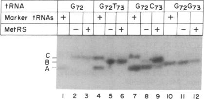 graphic file with name pnas01093-0417-c.jpg