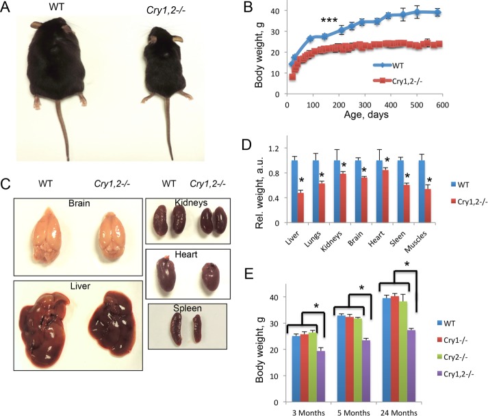 FIGURE 1: